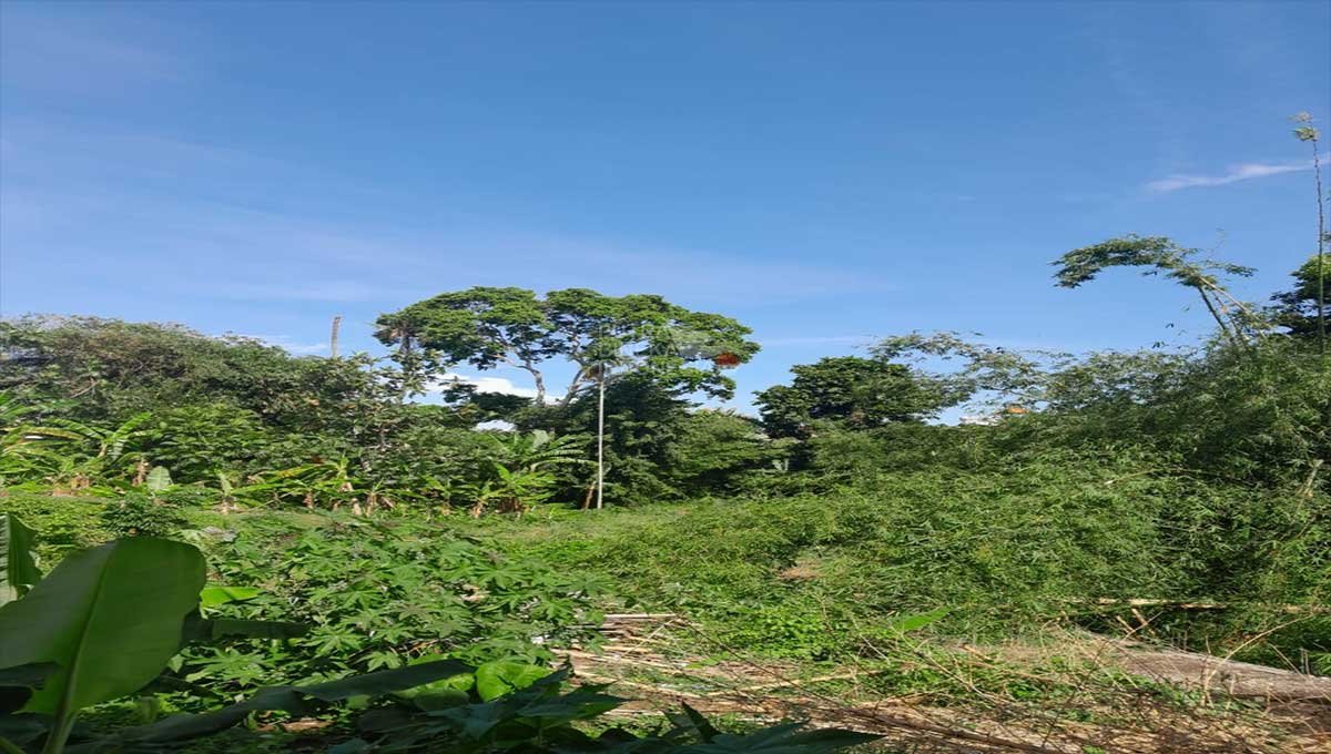 Super Rare Land 2.2 Are Kayu Tulang Utara JH-2609